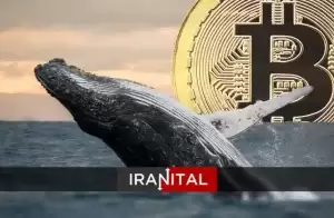 نهنگ‌های بیت‌کوین در حال خرید انبوه از برترین ارز دیجیتال بازار هستند